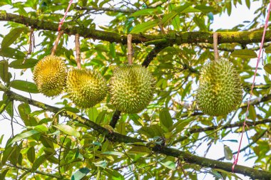 Taze Pzt tanga (kod adı D159) veya altın yastık durian, tropikal meyve, meyve olan ağaç kralı