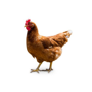 Kafes içinde mutlu tavuk ve kırpma yolu ile beyaz arka plan üzerinde izole aralığı ve antibiyotik özgür ve hormon serbest tarım, özgür