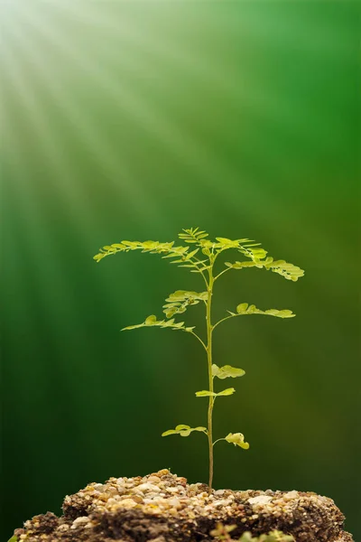 Tai Bai Tailandês Phyllanthus Urinaria Comumente Chamado Câmara Amarga Gripeweed — Fotografia de Stock