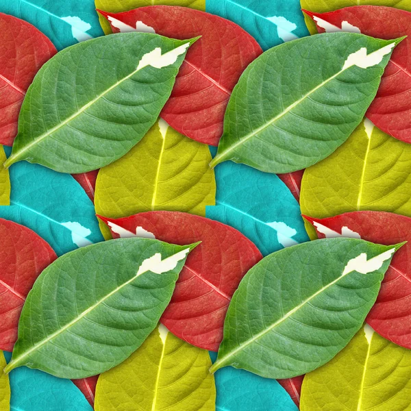 Karikatür bitki (Graptophyllum pictum) oluşturulan sorunsuz arka plan bırakır