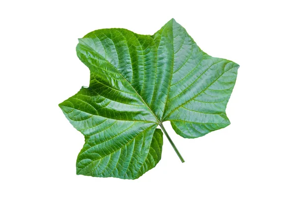 Planta Flor Pagoda Clerodendrum Paniculatum Hoja Aislada Sobre Fondo Blanco — Foto de Stock