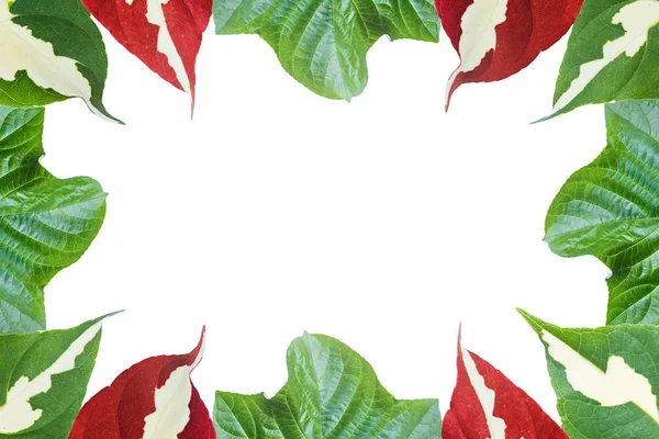 Pagoda çiçek bitki (Clerodendrum paniculatum L.) yaprak ve karikatür bitki (Graptophyllum pictum) yaprakları, kırpma yolu ile beyaz arka plan üzerinde izole kare yapılmış