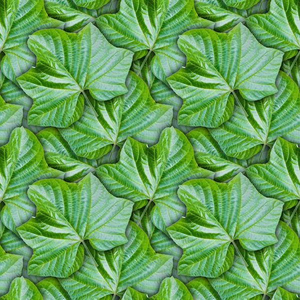 Dikişsiz Pagoda çiçek bitki (Clerodendrum paniculatum L.) oluşturulan arka plan bırakır