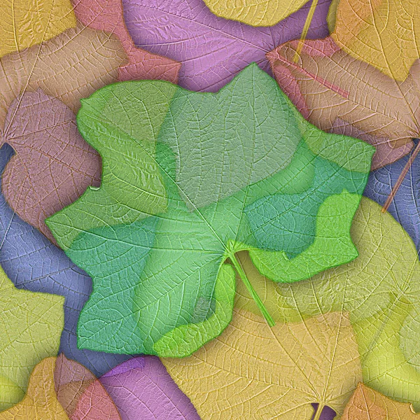 Бесшовный Фон Созданный Листьев Цветка Пагоды Clerodendrum Paniculatum — стоковое фото