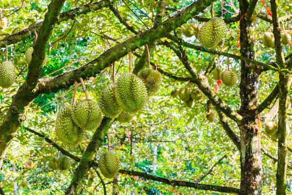 Fresh Mon Thong (code name D159) or Golden Pillow durian, king of tropical fruit, on its tree in the orchard