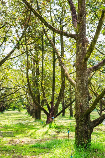 Стринги Дурианские Деревья Золотой Подушки Саду — стоковое фото