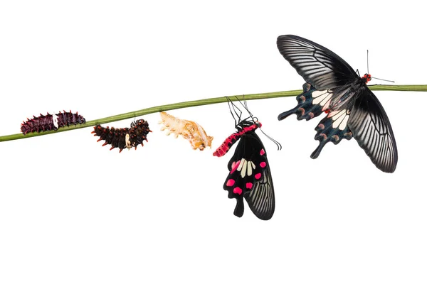 Ortak Rose (Pachliopta aristolochiae) kelebek ömrü tırtıl gelen pupa ve izole kırpma yolu ile beyaz arka plan üzerinde onun yetişkin formu