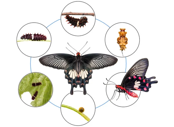 Wspólne Rose Pachliopta Aristolochiae Motyl Cyklu Życia Jaja Firmy Caterpillar — Zdjęcie stockowe