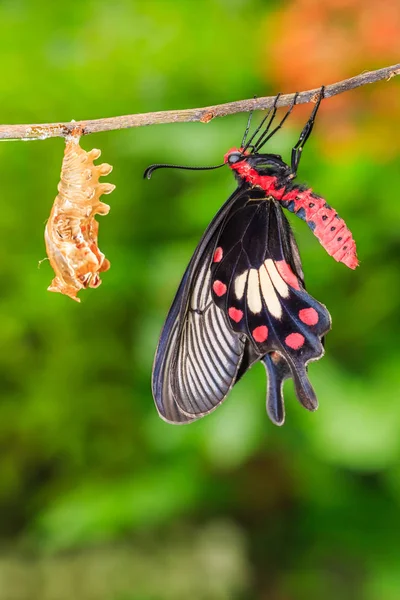 刚出生的常见玫瑰 Pachliopta 蝴蝶依附在其蛹旁边的特写 — 图库照片