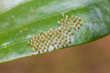 Redspot Jezebel (Delias descombesi) kelebek yumurta onların ana bitki yaprak üzerinde yakın olan parasitised yumurta parasitoids tarafından zaten