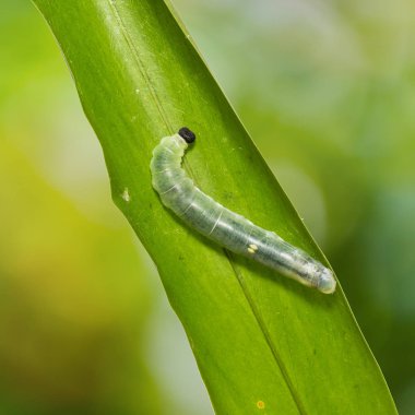 Çikolata iblis (Ancistroides nigrita) caterpillar onun ana bitki yaprak üzerinde yakın çekim