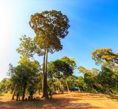 Sa Kaeo, Thailand - 20 Aralık 2017 - Huai Nam Yen Kamp Pang SIDA Milli Parkı'nda güneşli gün ve açık mavi gökyüzü.