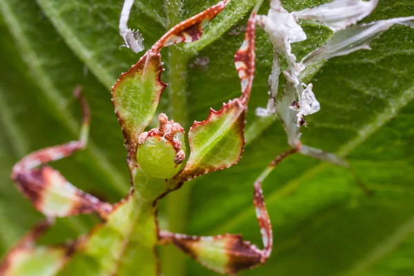 Close Young Nymph Leaf Insect Phyllium Westwoodi Its Exoskeleton Molting — Stock Photo, Image
