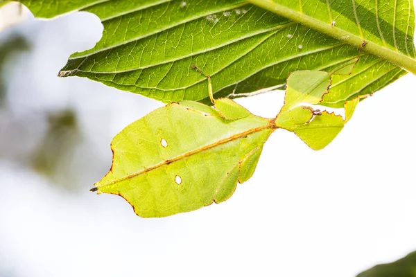 Close Van Middelste Instar Vrouwelijke Blad Insect Phyllium Westwoodi Klampt — Stockfoto