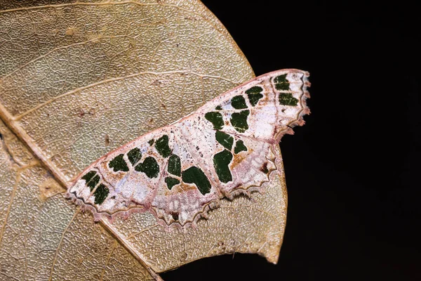 Närbild Scopula Divisaria Eller Antitrygodes Divisaria Moth Torkade Blad — Stockfoto