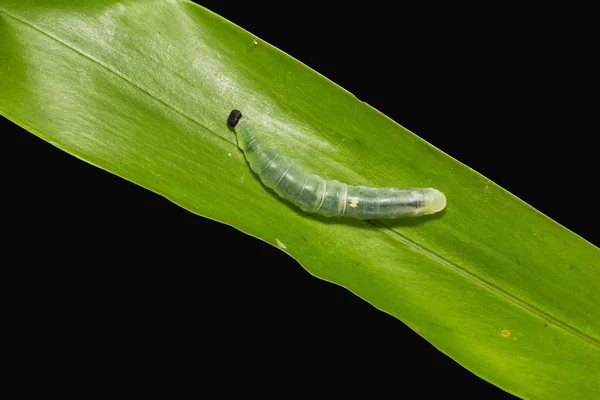 Primer Plano Oruga Del Demonio Chocolate Ancistroides Nigrita Hoja Planta —  Fotos de Stock