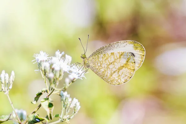 Primer Plano Mariposa Psyche Leptosia Nina Posada Sobre Flor Naturaleza —  Fotos de Stock