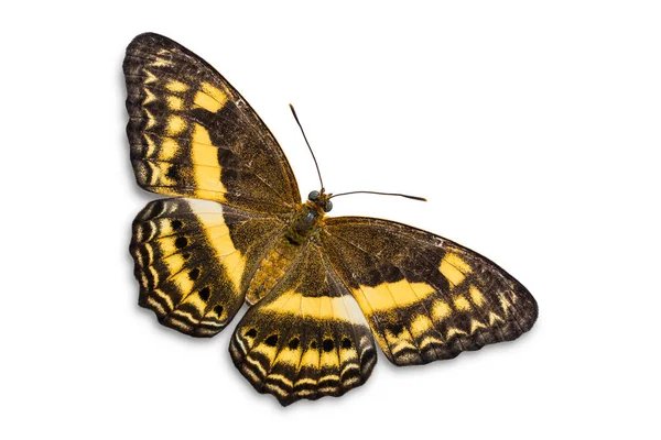 Zblízka Malé Pruhované Yeoman Algie Fasciata Nebo Paduca Fasciata Butterfly — Stock fotografie