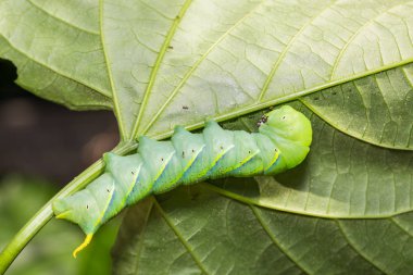 Daha az ölüm'ün baş hawkmoth (Acherontia styx) kendi ana bitki yaprağı tutunmuş, yakın çekim