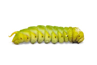 Olgun daha az ölüm'ün baş hawkmoth (Acherontia styx), kırpma yolu ile beyaz arka plan üzerinde izole, yakın çekim