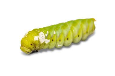 Olgun daha az ölüm'ün baş hawkmoth (Acherontia styx), kırpma yolu ile beyaz arka plan üzerinde izole, yakın çekim