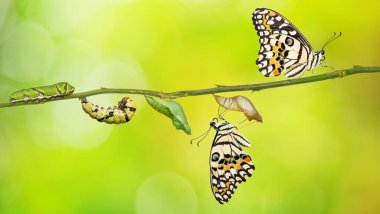 Kireç kelebek veya limon kelebek (Papilio demoleus) yaşam döngüsü, pupa ve onun yetişkin formu tırtıl gelen