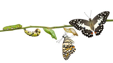 Kireç kelebek veya limon kelebek (Papilio demoleus) yaşam döngüsü, pupa ve kırpma yolu ile beyaz arka plan üzerinde izole yetişkin şekliyle tırtıl gelen