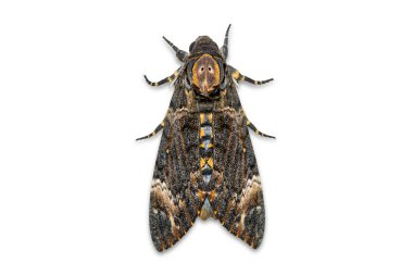 Daha az ölüm'ün baş hawkmoth (Acherontia styx), yakın dorsal görünümü, kırpma yolu ile beyaz arka plan üzerinde izole