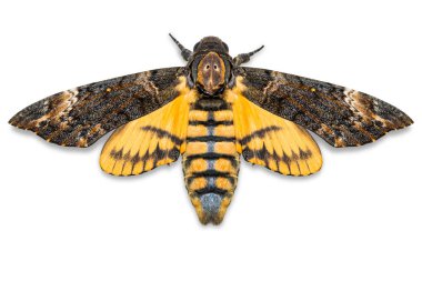 Daha az ölüm'ün baş hawkmoth (Acherontia styx), yakın dorsal görünümü, kırpma yolu ile beyaz arka plan üzerinde izole