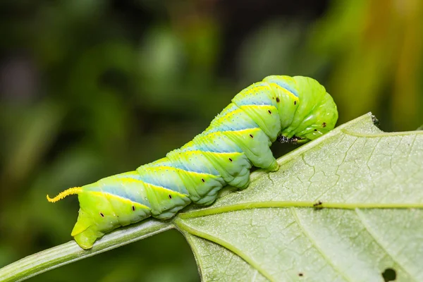 そのホスト植物の葉 側面の低い死の頭スズメガ Acherontia スティックス のクローズ アップ — ストック写真