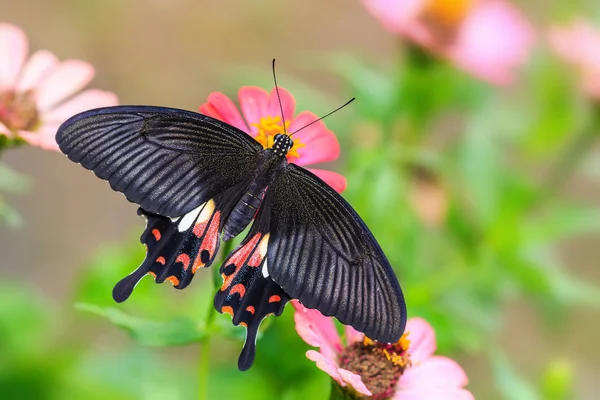 Primer Plano Common Mormon Papilio Polytes Mariposa Flor Zinnia Naturaleza —  Fotos de Stock