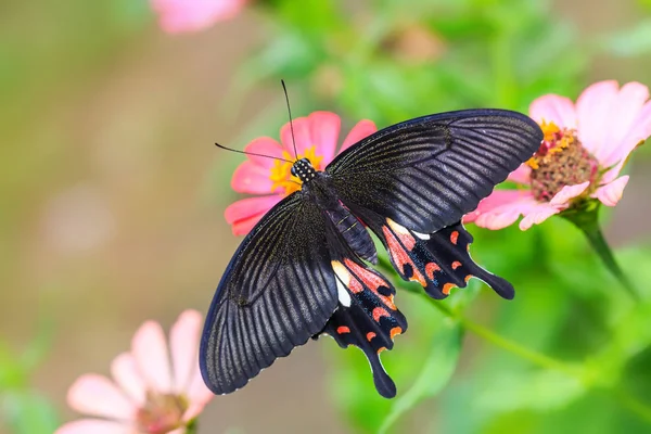 Gros Plan Papillon Commun Mormon Papilio Polytes Sur Fleur Zinnia — Photo