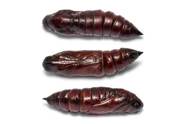 Close Lesser Death Head Hawkmoth Acherontia Styx Pupa Isolated White — Stock Photo, Image