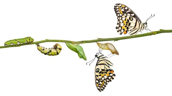 石灰蝴蝶或柠檬蝴蝶 Demoleus 生命周期 从毛虫到蛹及其成体形态 在白色背景下与修剪路径隔离 — 图库照片