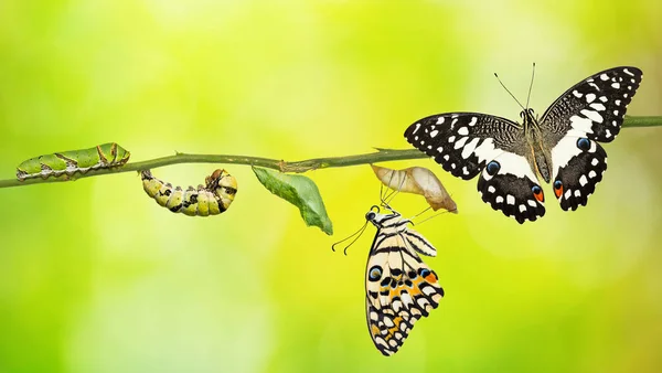 Kireç kelebek veya limon kelebek (Papilio demoleus) yaşam döngüsü, pupa ve onun yetişkin formu tırtıl gelen