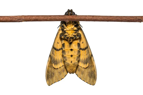 Close Recém Nascida Lesser Death Head Hawkmoth Estilo Acherontia Agarrada — Fotografia de Stock