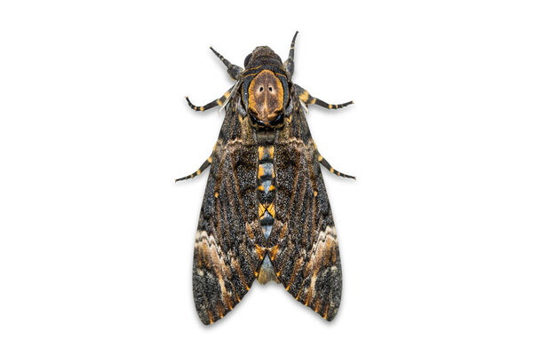 Close up of Lesser Death 's Head hawkmoth (Acherontia styx), dorsal view, isolated on white background with clipping path

