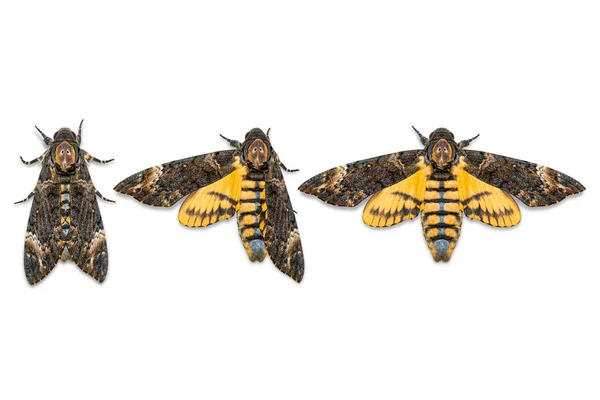 关闭较小死亡的头部天蛾 Acherontia 背景色 在白色背景下与修剪路径隔离 — 图库照片