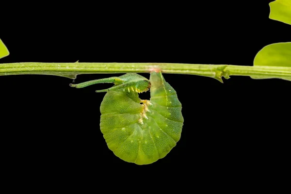 Zbliżenie Wspólne Nawab Zdjęcie Polyura Boecji Caterpillar Przygotowującym Się Przepoczwarzenie — Zdjęcie stockowe