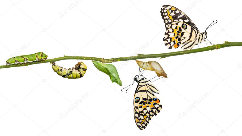 Lime butterfly or Lemon butterfly (Papilio demoleus) life cycle, from caterpillar to pupa and its adult form, isolated on white background with clipping path