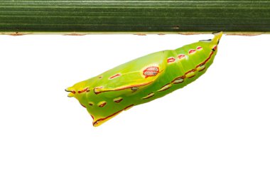 Ortak Palmfly (Elymnias hypermnestra) pupa izole kırpma yolu ile beyaz arka plan üzerinde kendi ev sahibi bitki yaprak asılı, yakın çekim
