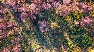 Kamera drone vahşi Himalaya kiraz (Prunus cerasoides) çiçeği ağaçların altında Ban Rong Kla sunlignt Pitsanulok ili, Tayland üzerinden havadan görünümü