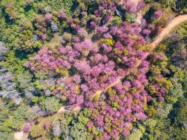 Havadan görünümden kamera drone vahşi Himalaya kiraz (Prunus cerasoides) çiçeği ağaçlara Phu Lom Lo İli: Loei, Thailand