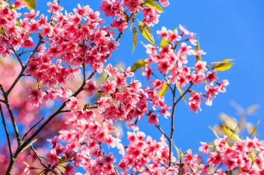 Ban Rong Kla mavi gökyüzüne Pitsanulok ili, Tayland karşı vahşi Himalaya kiraz (Prunus cerasoides) çiçeği