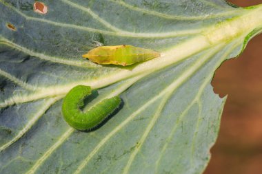 Lahana beyaz (Pieris rapae) caterpillar ve pupa onların ana bitki yaprak üzerinde Kapat