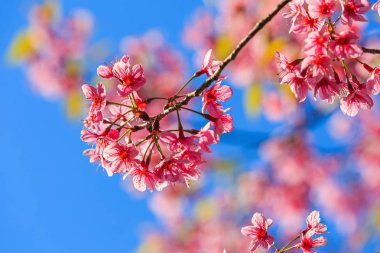 Ban Rong Kla mavi gökyüzüne Pitsanulok ili, Tayland karşı vahşi Himalaya kiraz (Prunus cerasoides) çiçeği