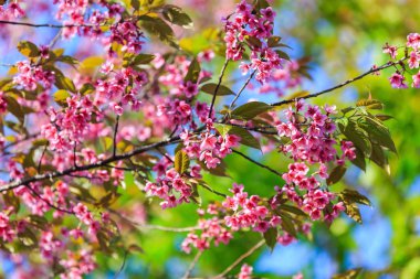 Vahşi Himalaya kiraz (Prunus cerasoides) çiçeği, Ban Rong Kla Pitsanulok ili, Tayland