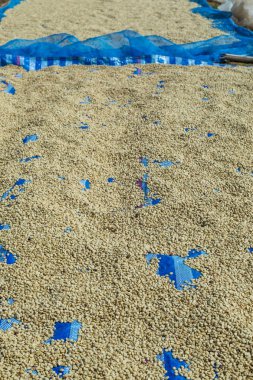 Coffee beans with parchment skin are drying under the sun after the pulp and outer skin were removed clipart