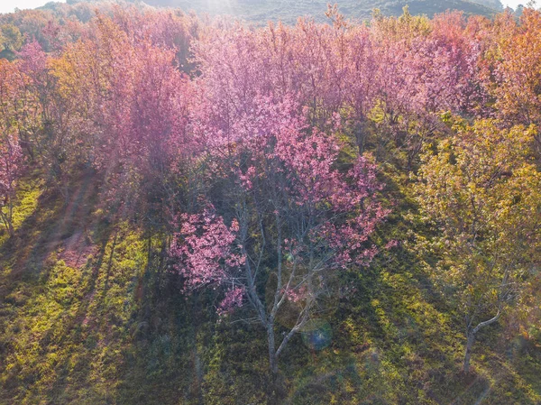 Aerial view from camera drone of wild Himalayan cherry (Prunus cerasoides) blossom trees under sunlignt, back lighting shot with lens flare, at Ban Rong Kla in Pitsanulok province, Thailand