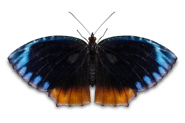 Close Male Common Palmfly Elymnias Hypermnestra Borboleta Vista Dorsal Isolado — Fotografia de Stock